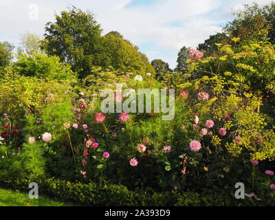 Inizio autunno confini dello stabilimento a Chenies Manor impaccata con rosa e bianco Cleome, dalie, Cosmos, finocchio e fogliame.retroilluminata con la luce solare bassa. Foto Stock