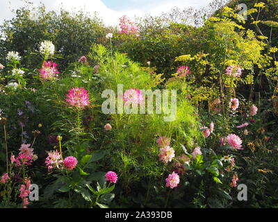 Inizio autunno confini dello stabilimento a Chenies Manor impaccata con rosa e bianco Cleome, dalie, Cosmos, finocchio e fogliame.retroilluminata con la luce solare bassa. Foto Stock