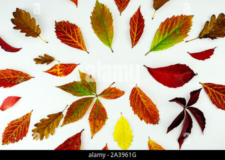 Colorato Foglie di autunno pattern isolati su sfondo bianco. flat laico, vista aerea Foto Stock