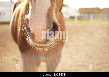 Primo piano del naso di un cavallo marrone. Animale ritratto di dettaglio outdoor Foto Stock