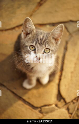 Tricolore gattino ritratto. Vista dalla parte superiore alla parte inferiore. Simpatici animali domestici. Maneki Neko cat. Foto Stock