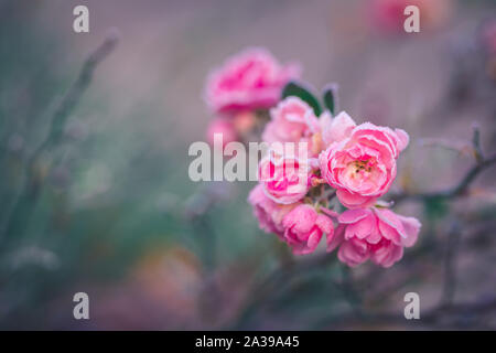 Primo piano di una rosa rosa ricoperta da brina mattutina, tonica Foto Stock