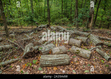 Tagliare alberi sul terreno marciume e decadendo nel bosco in autunno Foto Stock