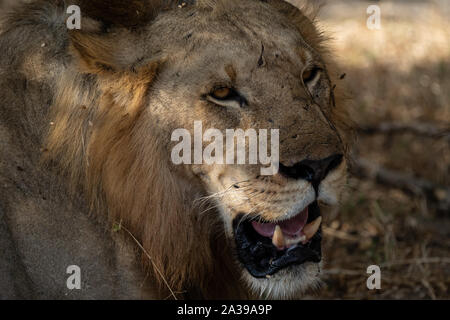 Maschio di leone nella Riserva Selous, Tanzania Foto Stock