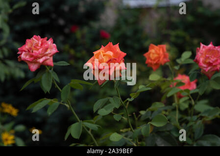 Coral rose al rosario. Fiori crescono nel giardino. Le Rose in estate o in autunno nella luce del giorno dopo la pioggia. Bellissimi coralli o fiori di colore rosa. Crescente con boccola Foto Stock