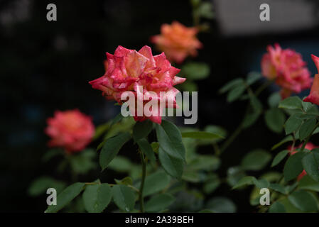 Coral rose al rosario. Fiori crescono nel giardino. Le Rose in estate o in autunno nella luce del giorno dopo la pioggia. Bellissimi coralli o fiori di colore rosa. Crescente con boccola Foto Stock