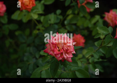 Coral rose al rosario. Fiori crescono nel giardino. Le Rose in estate o in autunno nella luce del giorno dopo la pioggia. Bellissimi coralli o fiori di colore rosa. Crescente con boccola Foto Stock