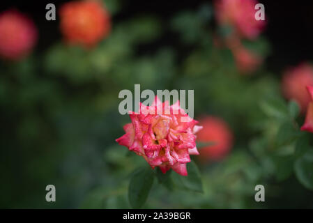 Coral rose al rosario. Fiori crescono nel giardino. Le Rose in estate o in autunno nella luce del giorno dopo la pioggia. Bellissimi coralli o fiori di colore rosa. Crescente con boccola Foto Stock