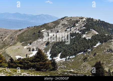 Atlas foresta di cedri Monte Chelia in Aures montagne in Algeria Foto Stock