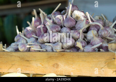 Grandi bulbi di aglio si trovano in una scatola di legno per la vendita sul mercato. L'estate. La Russia. Foto Stock