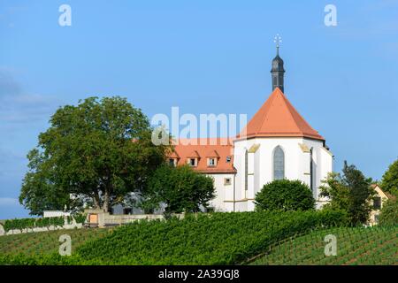 Vigneto con Vogelsburg con chiesa di Maria Schutz, Volkach, Mainfranken, Franconia, bassa Franconia, Baviera, Germania Foto Stock