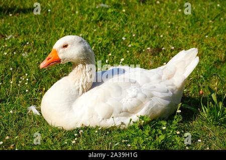 White House Goose (Anser anser domesticus) seduto in un prato, Germania Foto Stock