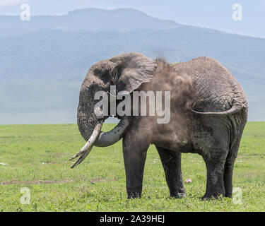 Grande partenza di elefante per avere un bagno di polvere 2, il cratere di Ngorongoro, Tanzania Foto Stock