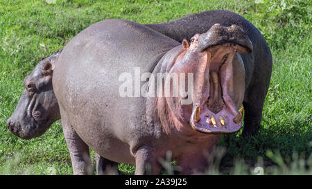 Coppia di ippopotami (Hippopotamus amphibius) in erba fresca in luce diurna, aprire bocca, il cratere di Ngorongoro, Tanzania Foto Stock