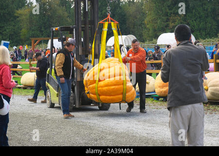 La zucca gigante pesare-off, Langley, B. C., Canada. Il 5 ottobre 2019. Operatore carrello elevatore a forche si muove una zucca gigante per la scala come due uomini guidarla. Foto Stock