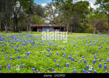 Campo di Bluebonnets in una zona rurale del Texas Hill Country Foto Stock