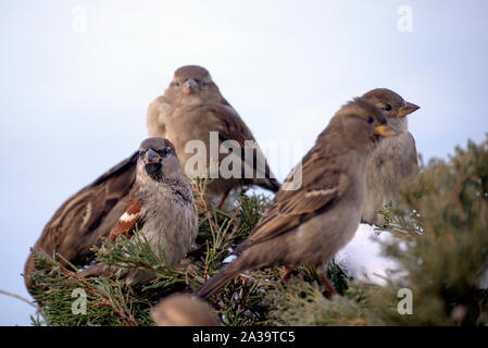 Alcuni passeri in inverno in appoggio su un pomeriggio di sole Foto Stock