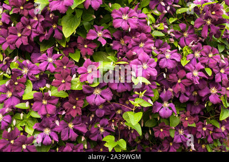 La clematide il presidente di un gruppo 2 fioritura precoce clematide arrampicata coperta con grandi fiori viola e è decidua e completamente hardy Foto Stock