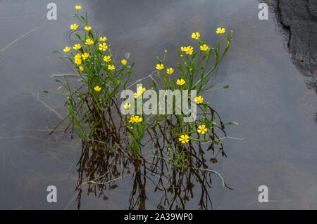 Spearwort minore (Ranunculus flammula), crescendo in Loch Maree, Beinn Eighe NNR, Torridon, NW Scozia Scotland Foto Stock