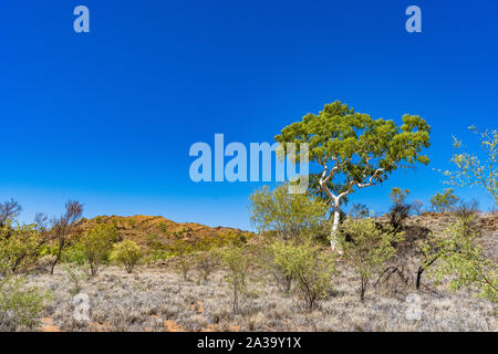 Un alto Ghost Gum albero si trova in remote Australia centrale Foto Stock