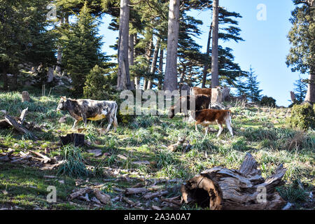 Atlas foresta di cedri Monte Chelia in Aures montagne in Algeria Foto Stock