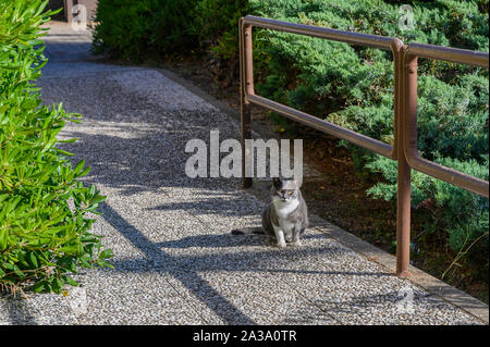 Cat si siede sul sentiero contro lo sfondo di cespugli e guarda avanti Foto Stock