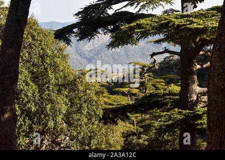 Atlas foresta di cedri Monte Chelia in Aures montagne in Algeria Foto Stock