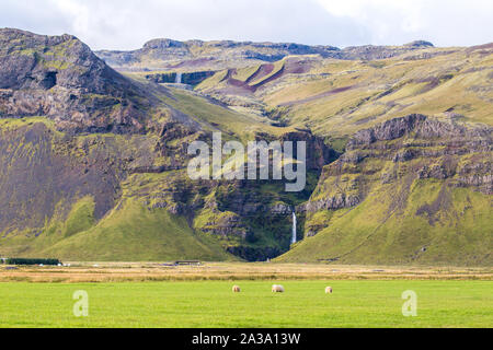 Islandese di pecore pascolano in un campo con le montagne e le cascate di distanza sulla costa meridionale dell'Islanda Foto Stock