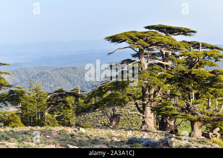 Atlas foresta di cedri Monte Chelia in Aures montagne in Algeria Foto Stock