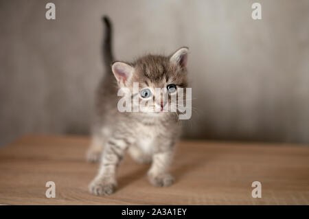 Il Gatto Si Guarda in Uno Specchio Da Scrivania Con Un'angolazione Di  Legno. Immagine Stock - Immagine di grigio, branelli: 216670885