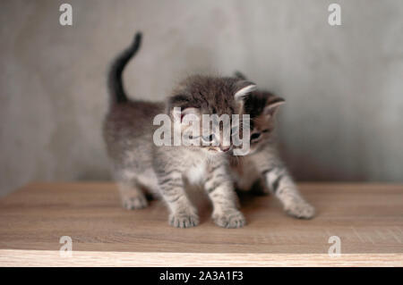 Il gatto si guarda in uno specchio da scrivania incorniciato in legno.  Divertente gatto tailandese non si riconosce nello specchio. Primo piano,  sfondo grigio, f selettivo Foto stock - Alamy