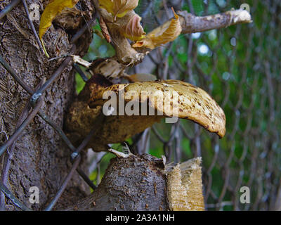 Della Driade sella (Cerioporus squamosus) che cresce su un ceppo di albero attraverso una catena collegamento recinto. Ottawa, Ontario, Canada. Foto Stock