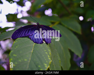 Grande mormone (Papilio memnon) farfalla (maschio) su una foglia presso la Carleton University di Biologia annuale mostra di farfalle, 2019, Ottawa, Ontario, Canada. Foto Stock