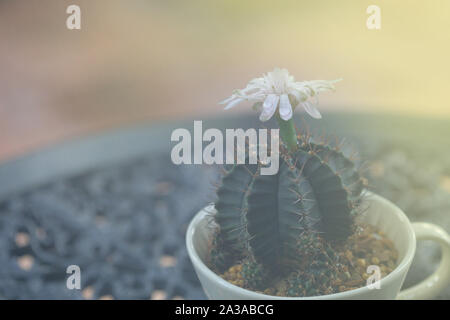 Freschi di fiori di cactus gocciolando bagnato con acqua di pioggia di goccioline. cactus ornamentali in una tazza di caffè forma pot. soft giorno splendente di luce sulle piante succulente. Foto Stock