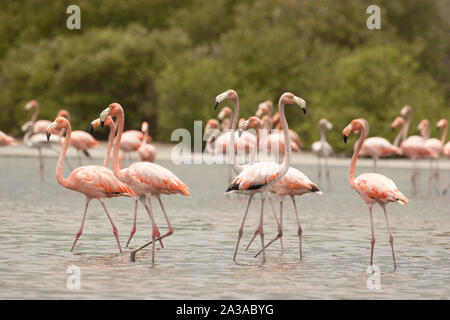 Un gruppo di bambini e adulti American fenicotteri rosa Phoenicopterus ruber nella laguna Unare Venezuela Foto Stock