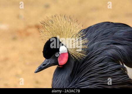 Nero Crowned Crane o nero Crested gru (Balearica pavonina) close-up profilo Foto Stock