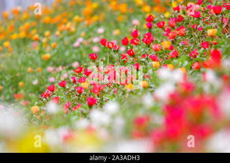 Foto di colorati purslane comune o verdolaga fiore in giardino Foto Stock