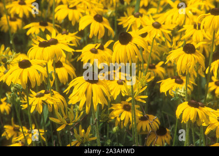 Arancione o perenne CONEFLOWERS (RUDBECKIA FULGIDA) Foto Stock