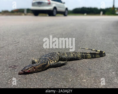 La lucertola varanid è morto e sdraiato sulla strada. Il Varanus salvator, sapere come Asian monitor acqua, morto da crash di auto su una strada rurale nel conteggio tailandese Foto Stock