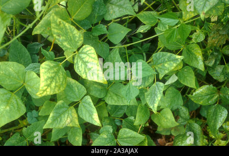 Gli asparagi pisello (PSOPHOCARPUS TETRAGONOLOBUS) Il fagiolo alato conosciuto anche come il Goa bean, quattro-bean angolata, quattro-angolato e fagiolo fagiolo di Manila Foto Stock