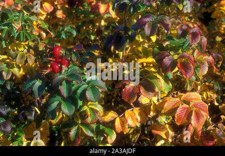 Rosa canina (Rosa rugosa) Fogliame di autunno Foto Stock