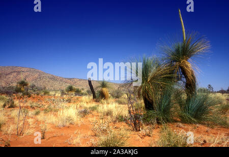 Comune (BLACKBOYS XANTHORRHOEA PREISSII) nel Gran Deserto Vittoria in Australia. Foto Stock