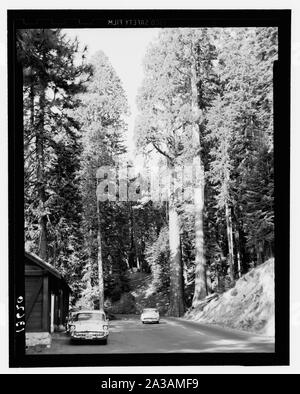 Parco Nazionale di Sequoia, Sett. 1957. Forest road vicino al villaggio Foto Stock