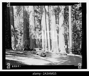 Parco Nazionale di Sequoia, Sett. 1957. Il tunnel log. Il gruppo congresso Foto Stock