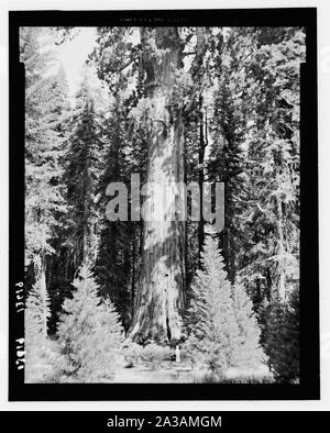 Parco Nazionale di Sequoia, Sett. 1957. La Sherman Tree Foto Stock