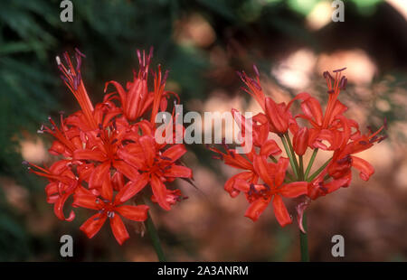 CLOSE-UP DI DUE NERINE ROSSO (O GUERNSEY LILY) Fiori (NERINE SARNIENSIS). Foto Stock