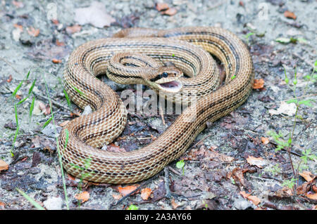 Quattro adulti-rigato snake (Elaphe quatuorlineata) sibila Foto Stock