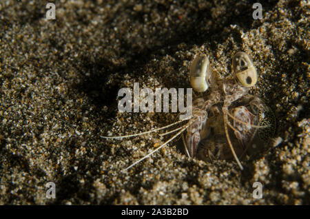 Golden canocchia, Lysiosquilla tredecimdentata, Lysiosquillidae, Anilao, Filippine, Asia Foto Stock