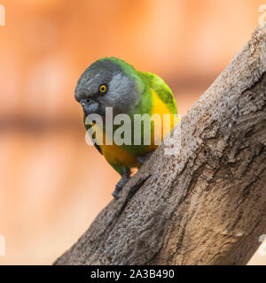 Senegal parrot su un ramo Foto Stock