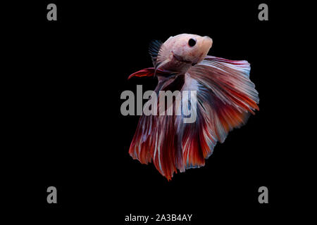 Siamese pesci di combattimento. Betta pesce in movimento bella con il rosso e il colore rosa su sfondo nero Foto Stock